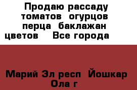 Продаю рассаду томатов, огурцов, перца, баклажан, цветов  - Все города  »    . Марий Эл респ.,Йошкар-Ола г.